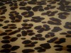 LEOPARDO_AMARELO.jpg